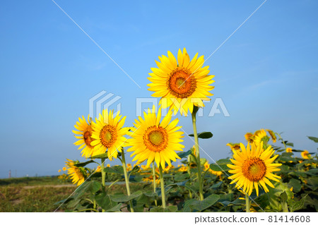 Sunflower 1373 81414608