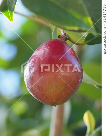 Camellia (real) 81414719