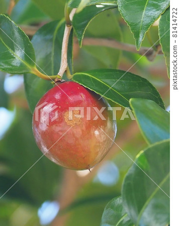 Camellia (real) 81414722