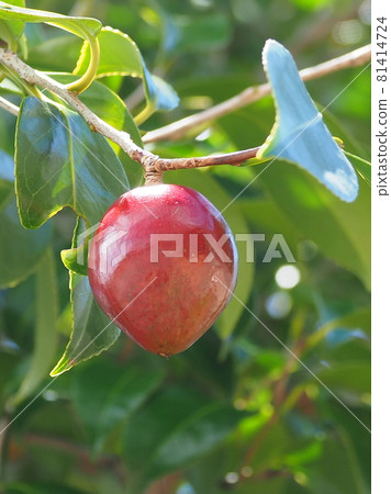 Camellia (real) 81414724