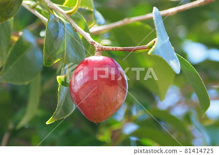 Camellia (real) 81414725