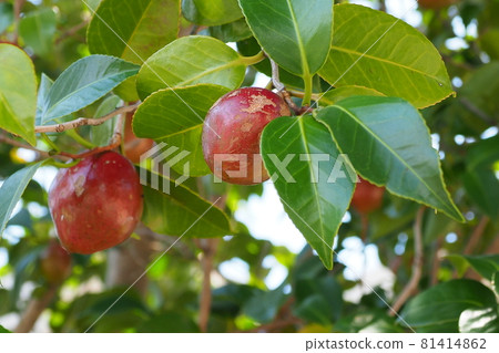 Camellia oil (raw material camellia fruit) 81414862