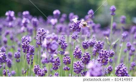 用於商業用途的薰衣草照片 81414997