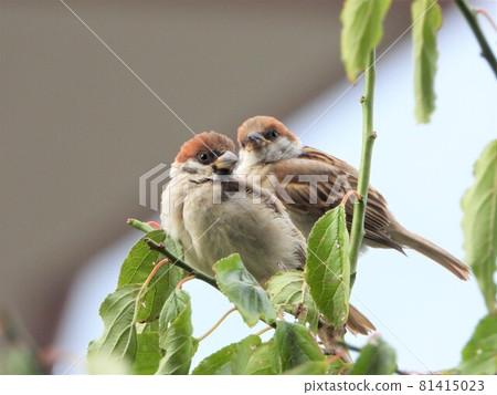 Sparrow 81415023