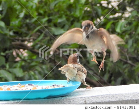Sparrow Sparrow 81415091
