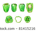 Illustration of bell peppers drawn with watercolor materials 81415216