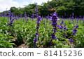 Photograph of a dragonfly that can be used for commercial purposes 81415236