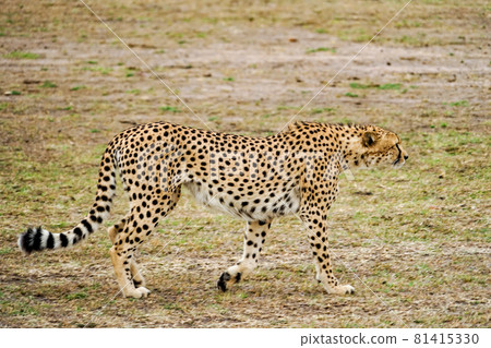 A cool walking wild cheetah (Maasai Mara National Reserve, Kenya) 81415330