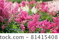 Photographs of flowers that can be used for commercial purposes 81415408