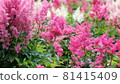 Photographs of flowers that can be used for commercial purposes 81415409