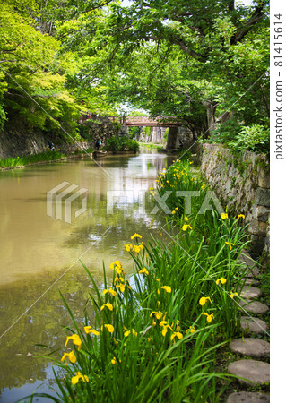 黃鳶尾花八幡堀 2021 81415614