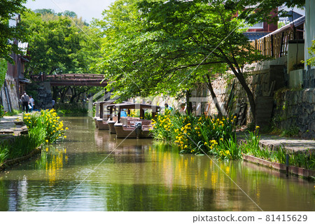 Yellow iris blooming Hachimanbori 2021 Yellow iris blooming Hachimanbori 2021 81415629
