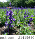Photo of a square lavender for commercial use 81415640