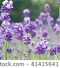 Photo of a square lavender for commercial use 81415641