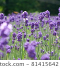 Photo of a square lavender for commercial use 81415642