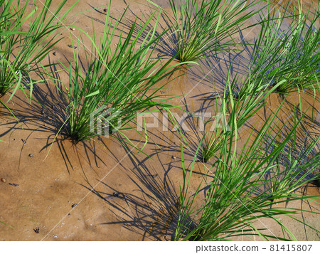 Agriculture (rice planting image) Agriculture (rice planting image) 81415807