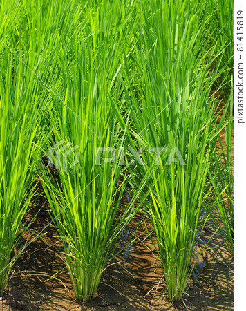 農業（水稻種植圖像） 81415819