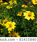 Commercially usable flower square photo 81415840