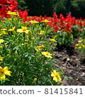 Commercially usable flower square photo 81415841