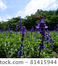 Square photo of a dragonfly that can be used for commercial purposes 81415944