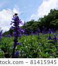 Square photo of a dragonfly that can be used for commercial purposes 81415945