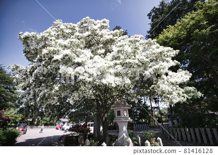 Sasaki Shrine's Nanjamonja Tree 2021 81416128
