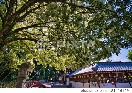 Sasaki Shrine's Nanjamonja Tree 2021 81416129