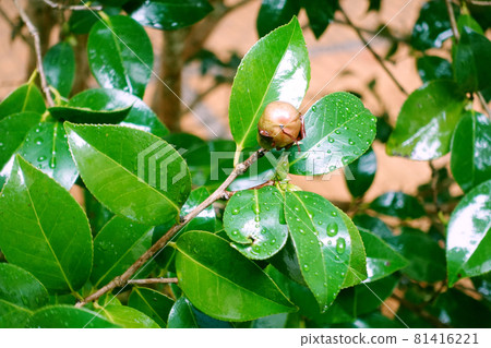 Fresh green (camellia leaves: with water droplets) Fresh green (camellia leaves: with water droplets) 81416221