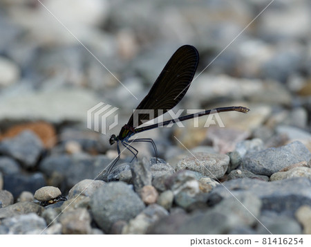 Hagro 蜻蜓女 81416254