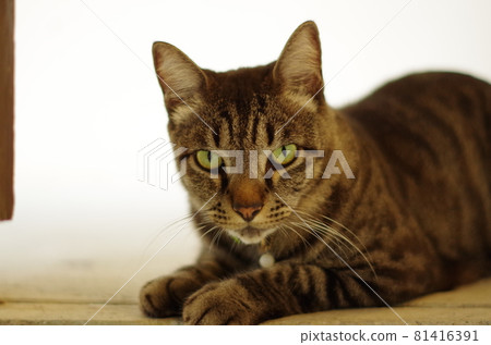 A cat staring at me 81416391