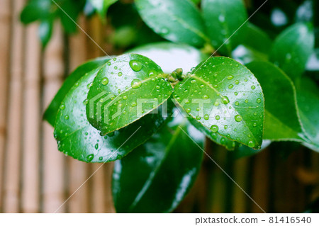 leaf, Drop Of Water, drop 81416540