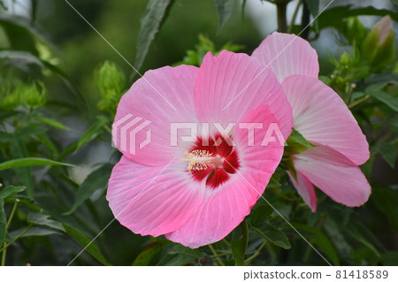 Aquatic Botanical Garden Mizunomori 81418589