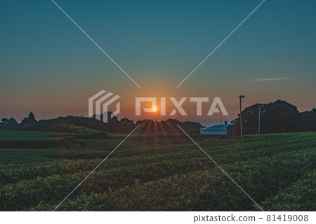 牧之原茶園 81419008