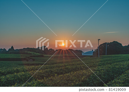 牧之原茶園 81419009