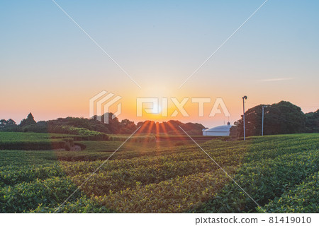 牧之原茶園 81419010