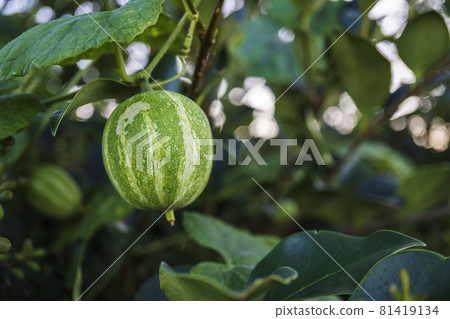 Close-up of green crow squirrel fruit Close-up of green crow squirrel fruit 81419134