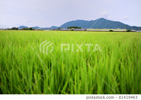 Echigo Line 115 series train running in the paddy field with Mt. Yahiko in the background Echigo Line 115 series train running in the paddy field with Mt. Yahiko in the background 81419463