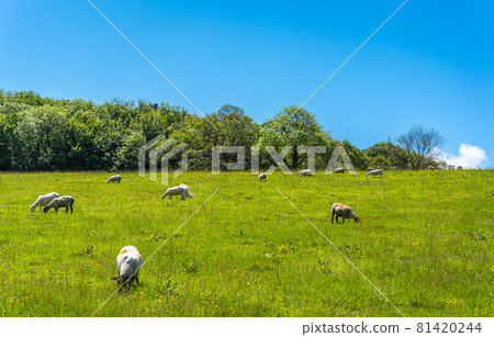 Herd of sheep grazing on green pasture Herd of sheep grazing on green pasture 81420244