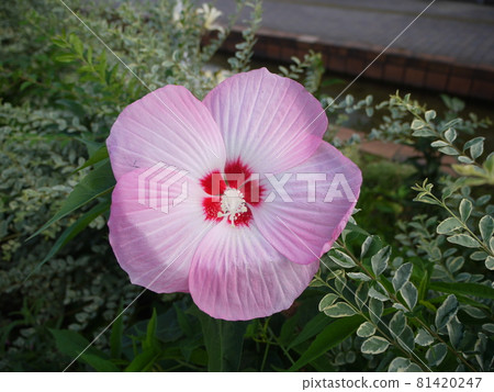 大粉紅芙蓉 大粉紅芙蓉 81420247