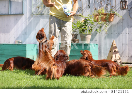 Dachshund playing in the garden Dachshund playing in the garden 81421151