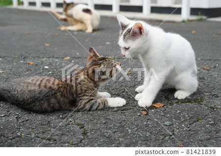 即使在炎熱潮濕的日子裡,可愛的流浪貓小貓也能很好地玩耍 即使在炎熱潮濕的日子裡,可愛的流浪貓小貓也能很好地玩耍 81421839