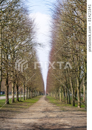 Trianon Street, a tree-lined avenue at the Palace of Versailles Trianon Street, a tree-lined avenue at the Palace of Versailles 81421841