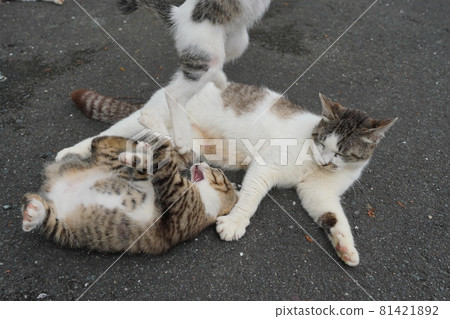 Cute stray cat kittens play well even on hot and humid days Cute stray cat kittens play well even on hot and humid days 81421892