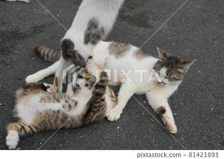 Cute stray cat kittens play well even on hot and humid days Cute stray cat kittens play well even on hot and humid days 81421893