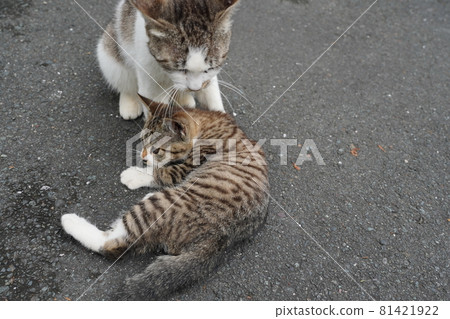 Cute stray cat kittens play well even on hot and humid days Cute stray cat kittens play well even on hot and humid days 81421922