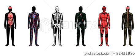 Human body systems Human body systems 81421950