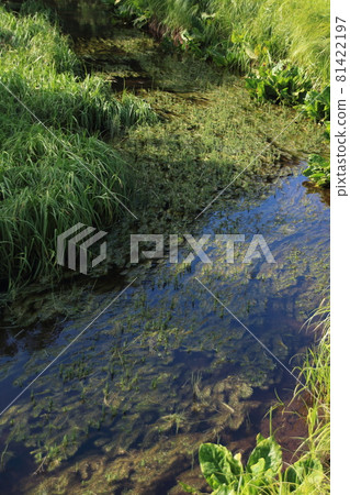 Landscape, Raised Bog, Waterside and Plants 81422197