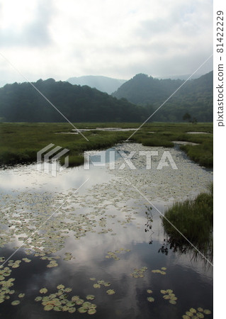 Landscape, Raised Bog, Waterside and Plants 81422229