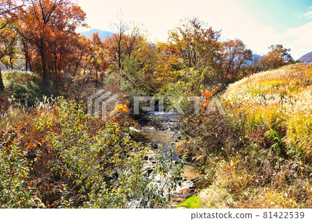 Tadewara Wetland Nature Research Road Autumn Kuju Mountain Range and Miscanthus sinensis Tadewara Wetland Nature Research Road Autumn Kuju Mountain Range and Miscanthus sinensis 81422539