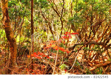 Tadewara 濕地自然研究之路 秋季 Kuju 山脈和芒草 81422545